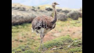 Kiwis Rheas Tinamous [upl. by Mixie]