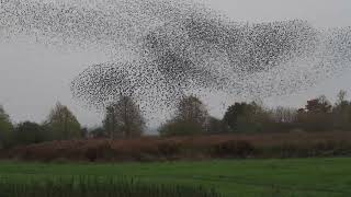 Starling Evening Murmuration Wimpole Estate 2024PB060121 [upl. by Ethelin]