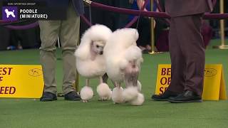 Poodles Miniature  Breed Judging 2020 [upl. by Novyaj]