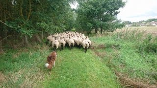 Border collie in training day 3 [upl. by Sabsay824]