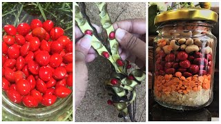 Red Lucky Seed Adenanthera pavonina Red Sandalwood Coral Tree Manjadi Manchadi xiang si dou [upl. by Llireva]