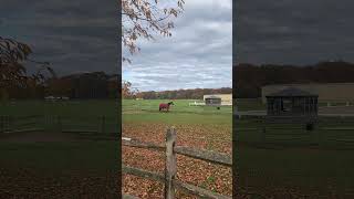 Horse at Caumsett State Historic Park Preserve [upl. by Filipe372]