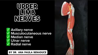 Dr Benaduce Upper Limb Nerves [upl. by Viradis]