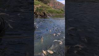 FISHING TO RIVER TIGRIS video fishing nature shortsvideo [upl. by Anelhtac]