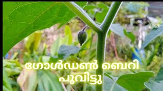 golden berry malayalam [upl. by Arual]