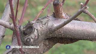 Zastita voca bakarnim prepratima Galenika Fitofarmacija  U nasem ataru 730 [upl. by Sylvie]