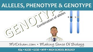 Alleles phenotype and genotype  GCSE Biology 91 [upl. by Lenaj626]