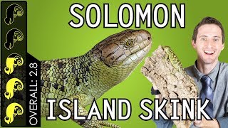 Solomon Island Prehensiletailed Skink The Best Pet Lizard [upl. by Llib]