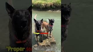 Meet the Belgian Malinois 2 shortsfeed dog [upl. by Mishaan]