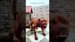 Pitbull  Un cane amato e incompreso [upl. by Web]