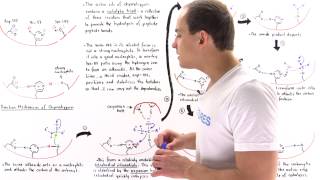 Mechanism of Chymotrypsin and Catalytic Triad [upl. by Diarmit]