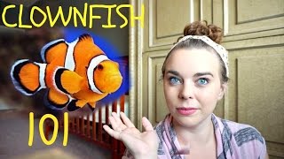 CLOWNFISH 101  Basic Care [upl. by Frodeen]