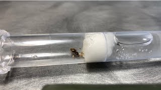 Lasius Flavus care guide how to keep Lasius Flavus ants as pets [upl. by Gary621]