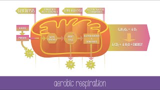 Cellular Respiration Steps and Pathways [upl. by Francis]