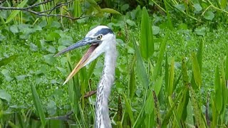 Great Blue Heron Yawns Before Strutting Off [upl. by Seiden]