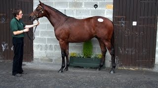 Irish National Stud Yearling Sales Preparations Part 2 [upl. by Mccafferty170]