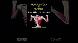 ラットプルダウン×動作分析 カラダ研究所 姿勢 柔軟性 マッサージ ストレッチ 筋トレ 筋肉 肩こり [upl. by Noirrad]