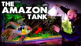 Adding RAMS To The AMAZON Aquarium  MD Fish Tanks [upl. by Ettelohcin]