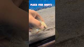 pleco fish breeding shorts viral pleco fishbreeding oscarfish youtubeshorts [upl. by Bette-Ann]