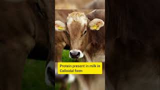 Protein present in milk in colloidal form ll Cow multiple questions ll Cow important questions ll [upl. by Ewell]