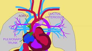 FETAL CIRCULATION 3 DUCTUS ARTERIOSUS [upl. by Tayler52]