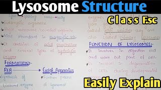 Lysosome Structure And Functions  Class 11 Biology [upl. by Hinman]