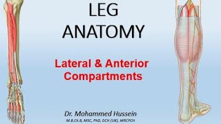 LEG ANATOMY  Lateral amp Anterior Compartments [upl. by Eecyak]