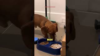 Hund überlistet Besitzer mit SCHOCKIERENDEN Futtertrick 🐶❤️🥣 [upl. by Jobyna]