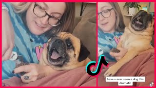 PUG DOG ACTS DRAMATIC CUTTING ITS NAILS  BEST TIKTOK CATS and DOGS  TIKTOK COMPILATION [upl. by Schaffel]