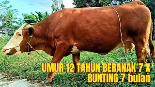 INDUKAN SUPER LIARAN HASILKAN SAPI SAPI ISTIMEWA❤️‍🔥❤️‍🔥 [upl. by Anide]