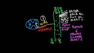 Nociception 4 of 4 Sympathetic Effects continuedmp4 [upl. by Ocirema]