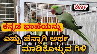 ಕರ್ಣ🦜Parrot ಕನ್ನಡವನ್ನು ಎಷ್ಟು ಚೆನ್ನಾಗಿ ಅರ್ಥ ಮಾಡಿಕೊಳ್ಳುತ್ತಾನೆ ನೋಡಿ  Parrots big cage 🦜🦜 [upl. by Arzed343]