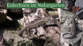 Eidechsen im Naturgarten [upl. by Melosa]