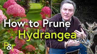 How to Prune Hydrangea A Martin Masterclass  Pots amp Trowels [upl. by Aphrodite839]