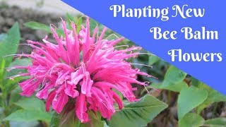 Planting New Bee Balm Flowers 🌿🌸 [upl. by Enrev440]