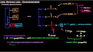 Lipids Part 6 of 11  Membrane Lipids  Glycerophospholipids [upl. by Ethyl]