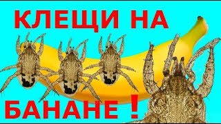 Внимание Клещи Едят Бананы А Вы [upl. by Llener]