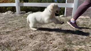 English Cream Goldens retriever puppy [upl. by Kegan]