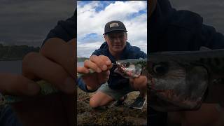 Unhooking A Fish with a Treble Hook  Simple amp Effective fishingtips fishingtutorial howto hook [upl. by Plerre497]