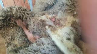 The Shearers Post Treating a Flyblown Wether For Maggots Crutching Dagging Shearing Sheep Livestock [upl. by Milburr]