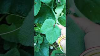 Pumpkin leaves🍂 recipe😋trending food cooking viral shorts [upl. by Inna988]