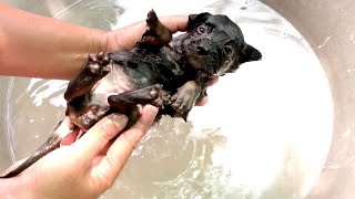 Wash my puppy to remove lice  Puppy take a bath [upl. by Tnilk]