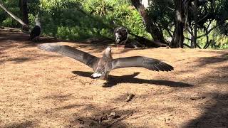 Mōlī chicks learning to fly [upl. by Grew]