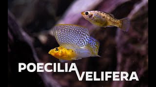 Wild type Poecilia velifera  Sailfin molly  showing its impressive sail [upl. by Naarah]