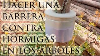 Como hacer una barrera contra hormigas en los arboles del Huerto [upl. by Yarled]