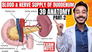 duodenum anatomy relations  blood supply of duodenum anatomy  nerve supply of duodenum anatomy [upl. by Leseil]