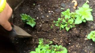 Earthing up potatoes in containers [upl. by Notnil617]