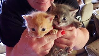 6 Kittens Rescued From Abandoned Property [upl. by Oinotnaocram]