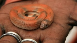 How to Take Care of a Baby Snake  Pet Snakes [upl. by Zeuqirdor]