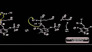 Biochemistry  Transaminase Mechanism Pyruvate Conversion to LAlanine [upl. by Anniroc457]